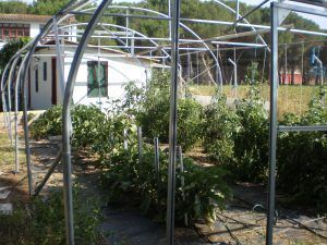 Tordeval Inmobiliaria | FINCA RUSTICA EN VILLAMARCIEL