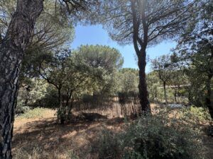 Tordeval Inmobiliaria | PARCELA EN EL MONTICO