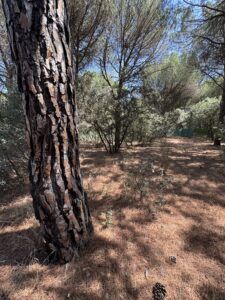 Tordeval Inmobiliaria | PARCELA EN EL MONTICO